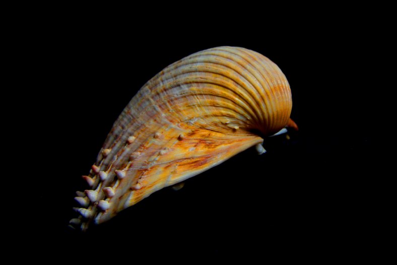 Concha marinha (seashell)